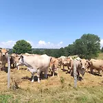 Maison Dans Un Joli Village Typique Du Cantal! Ferienhaus